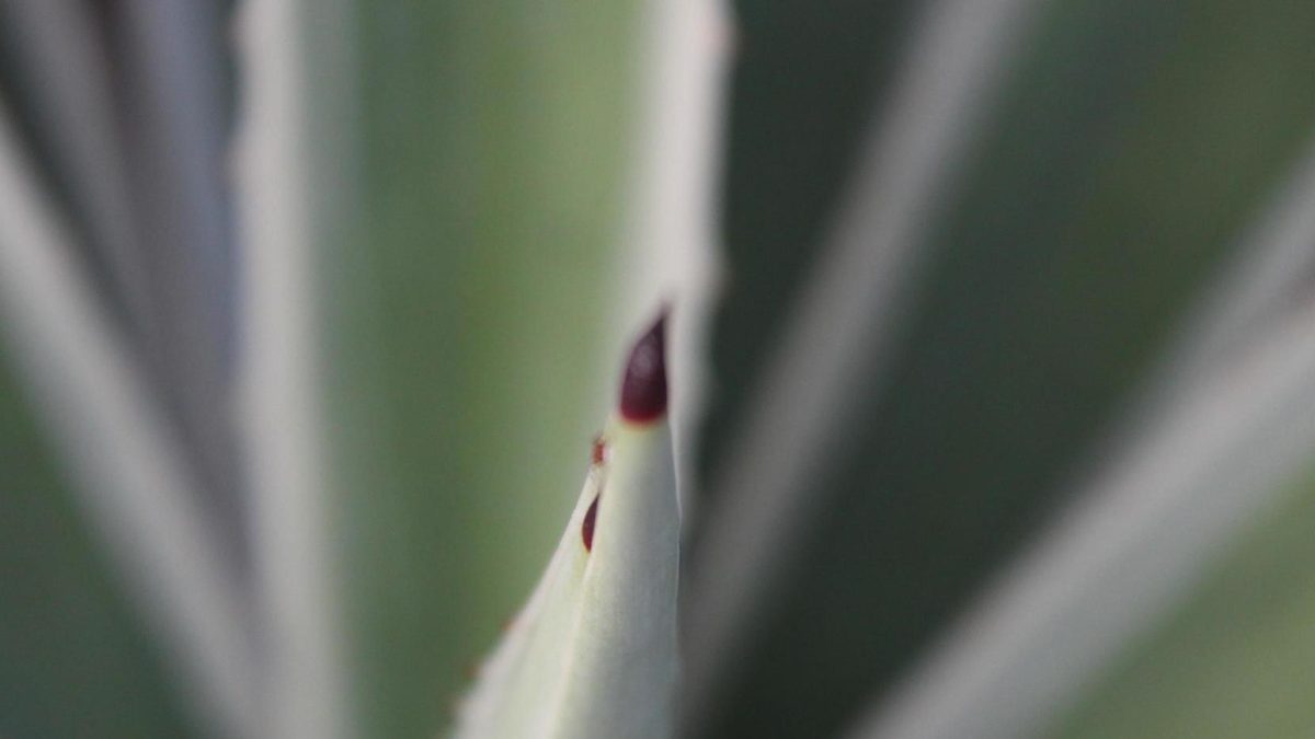 agave plant