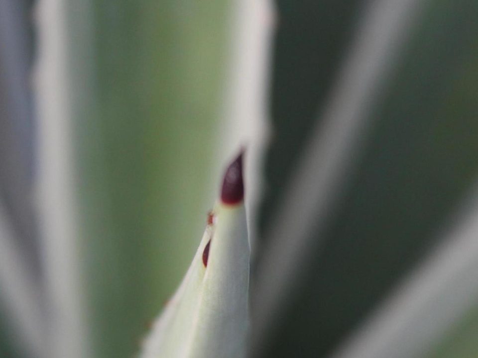 agave plant